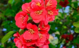 没有毒的海棠花品种