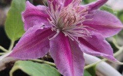 花期长又勤花的铁线莲有哪些品种？