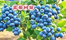 北方种蓝莓，哪个品种更合适？