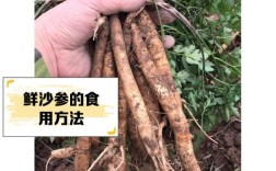 沙参种植与价格产量有何关联？