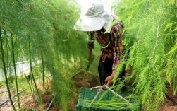 芦露天种植技术视频有哪些关键点？