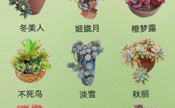 多肉植物中哪些品种的颜色最惊艳？不同养护环境下色彩变化大吗？