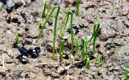 韭菜籽怎么种？视频教你关键技巧！