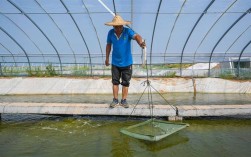 帆布养殖白对虾关键技术是什么？