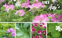 哪些天竺葵品种开花最持久？