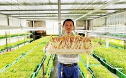 芽苗菜生产以及技术要点