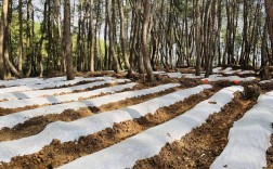 林下养殖环境如何优化栽培技术？