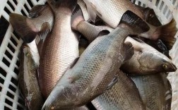 广东湛江养殖鱼的品种