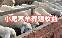 小尾寒羊养殖技术有何新突破？