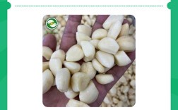 早蒜种植什么品种好