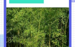 福建毛竹栽培技术视频有哪些要点？