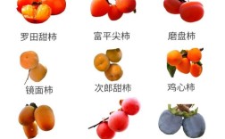 柿子都有那些品种图片