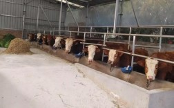 杭州牛饲料选什么？养牛技术怎么学？