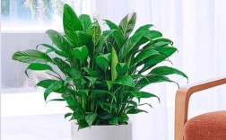 一帆风顺品种怎么区分