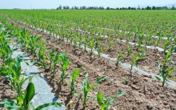 致富经糯玉米种植技术怎么掌握？