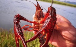 小龙虾养殖技术哪里学？