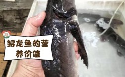 市场上常见鲟鱼品种有哪些？