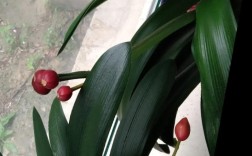 君子兰看果子能辨品种吗？