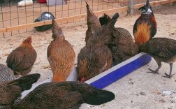 云南散养多土鸡品种，各有啥特色？