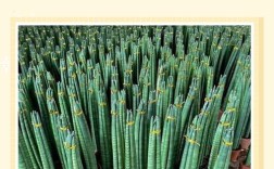 虎尾兰哪个品种最好？