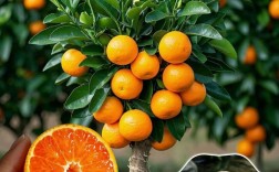 哪些桔子品种产量比较高？