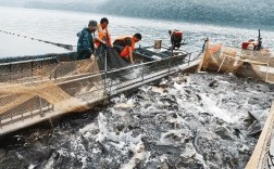 山区流水养鱼技术图片有哪些要点？