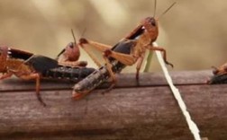 广西东亚飞蝗养殖技术有哪些关键要点？