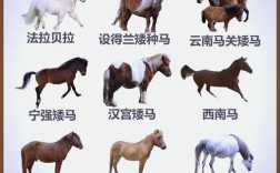 马品种有哪些？附图片大全。