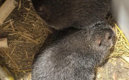 竹鼠养殖技术有哪些关键要点？