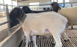 哪种杂交羊品种最好？附图片对比。