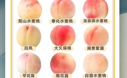 水蜜桃品种到底有多少种？