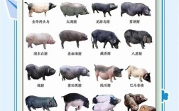 中国主要家畜品种简介