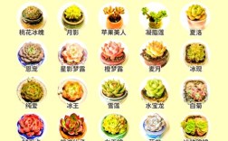 多肉最好看品种是哪些？