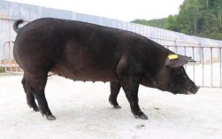 黑母猪的品种图片欣赏