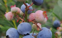 晚熟蓝莓哪个品种最好吃？