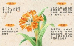 君子兰那个品种最贵了