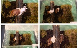 白玉蜗牛养殖技术有哪些新突破？