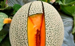 现代香瓜品种，到底哪家最好？