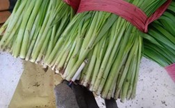 韭菜休眠与浅休眠品种有何差异？