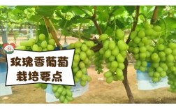 天香玫瑰葡萄有何独特之处？