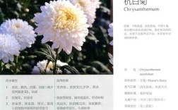 杭白菊与土豆轮作能提升土壤肥力吗？关键技术要点有哪些？