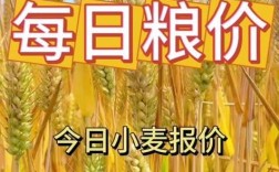 2025新小麦开称价多少？行情会涨还是跌？