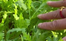 茼蒿种植视频怎么种才高产？