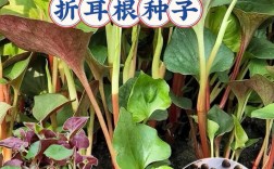 折耳根种植技术要点有哪些？