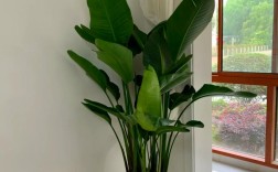 鹤望兰花栽培视频，关键技巧有哪些？