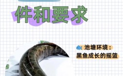 稻田养黑鱼，技术关键点有哪些？