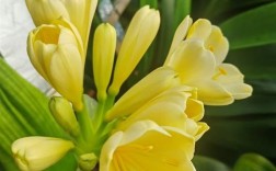 黄色君子兰品种有哪些？