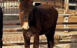 2025辽宁毛驴价格会涨还是跌？