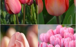 郁金香最稀有品种是什么？