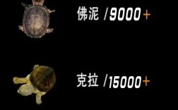 2025年商品龟价格会涨还是跌？